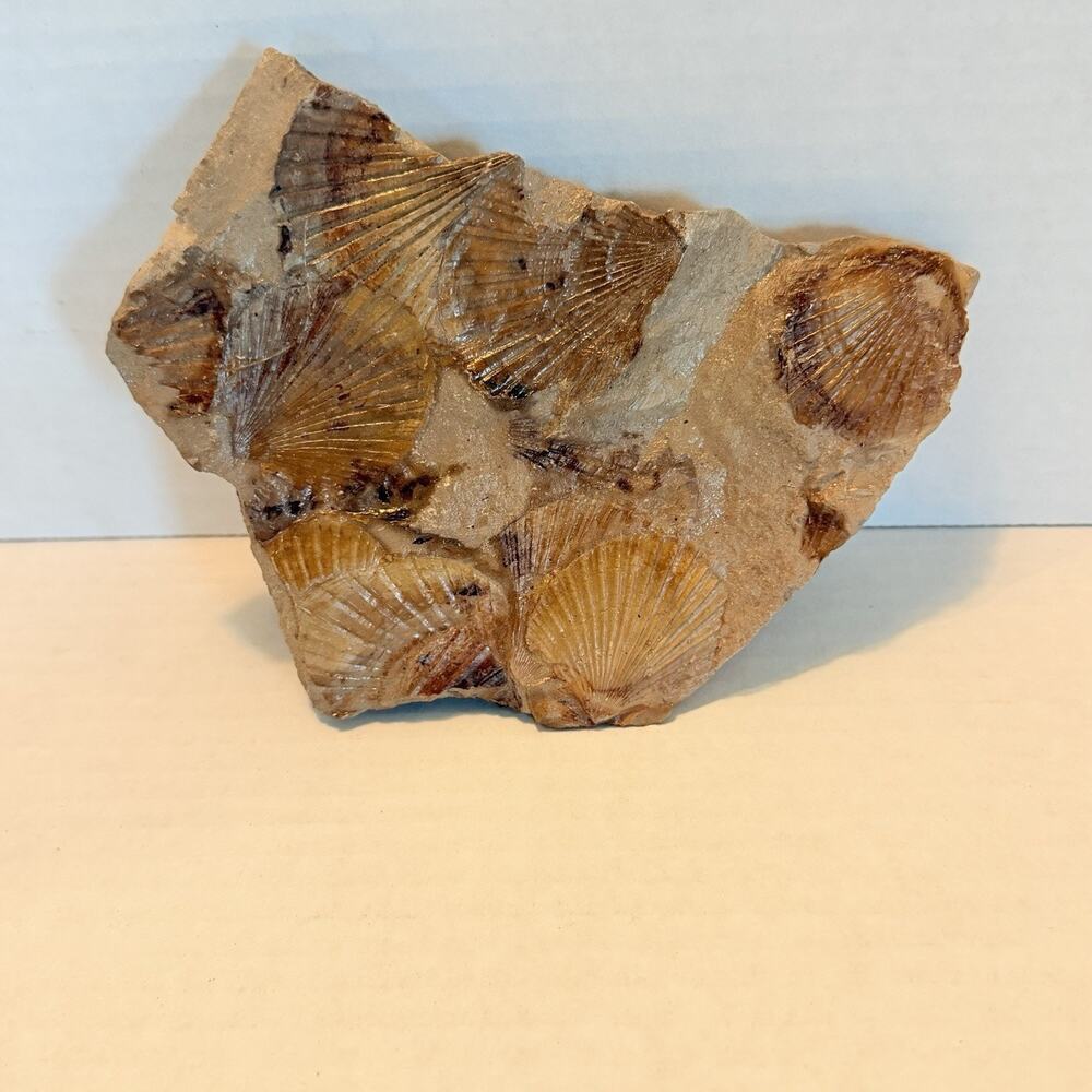 Mortality Plate Pecten Pectens Fossil Seashells 5.5” Oklahoma